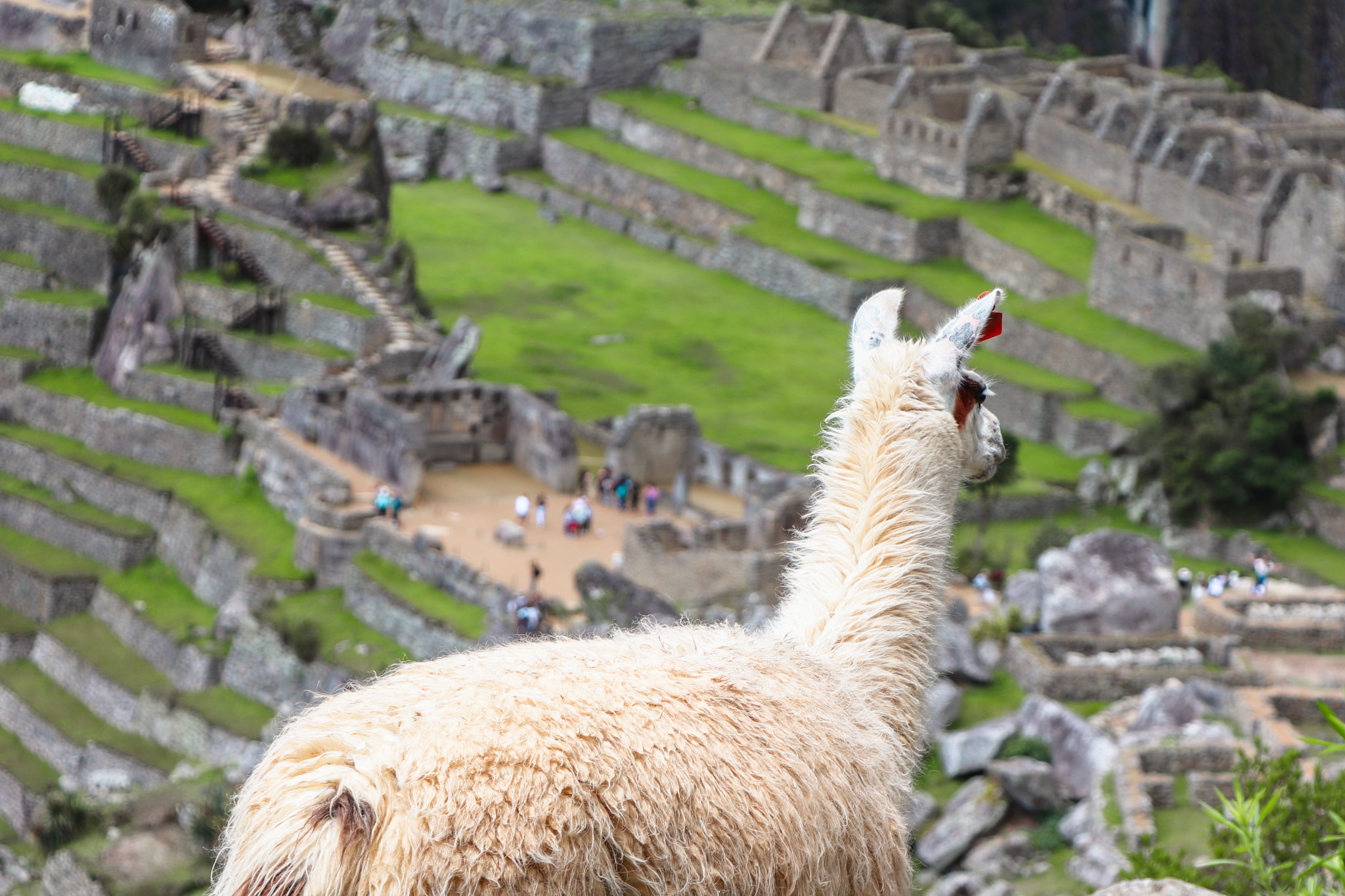 Interesting Facts about Machu Picchu in Peru: Lamas photobombing your pictures