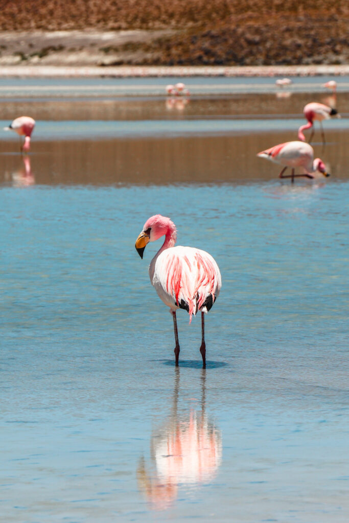 Uyuni Travel Guide: Flamingo wading in a colorful lagoon