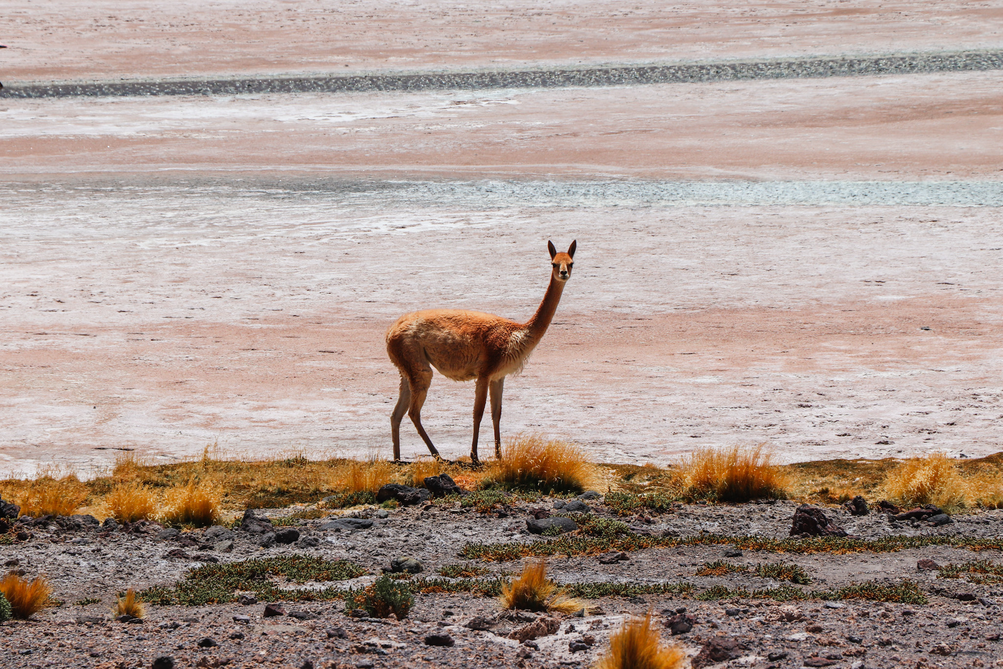 Uyuni Salt Flat Travel Guide: Watch vicuñas grazing