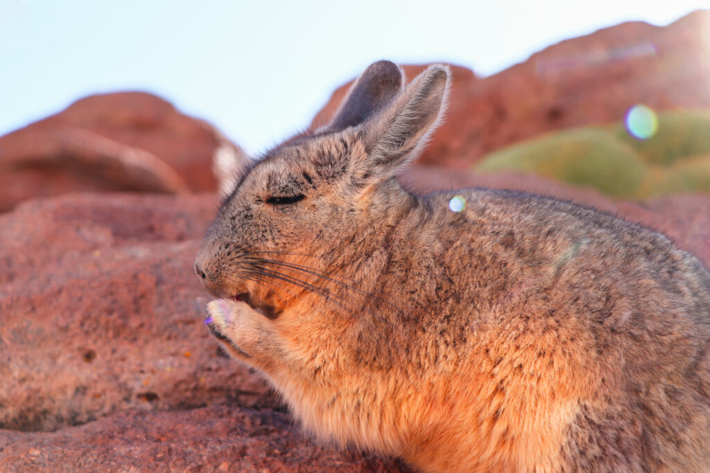Uyuni Travel Guide: A fluffy mountain viscacha eating a carrot