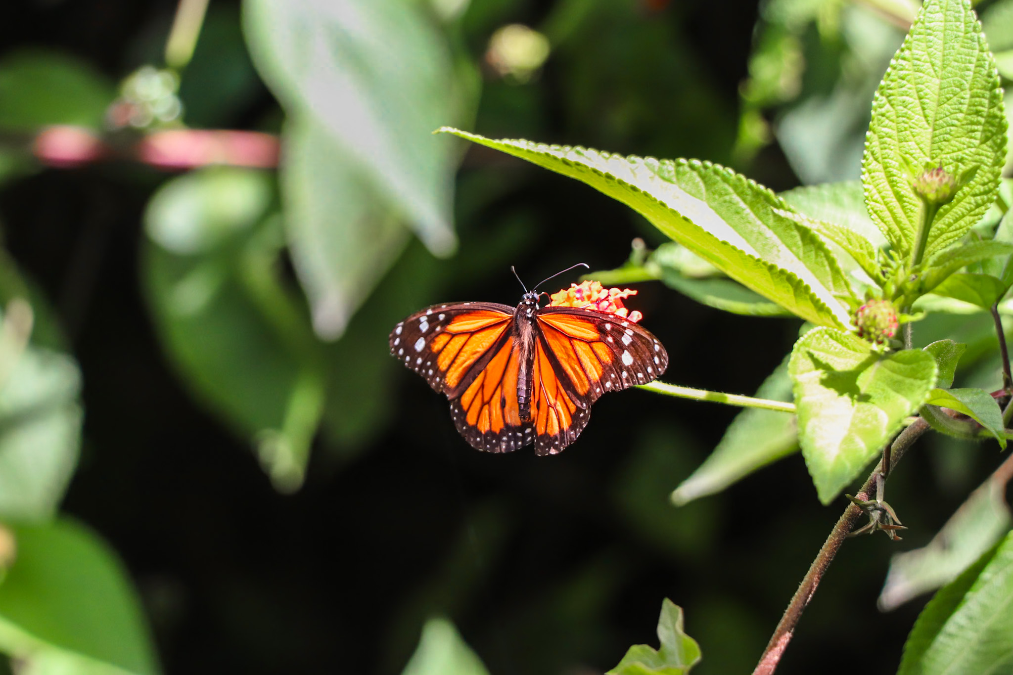 Best things to do in Santa Cruz de la Sierra, Bolivia: Butterfly