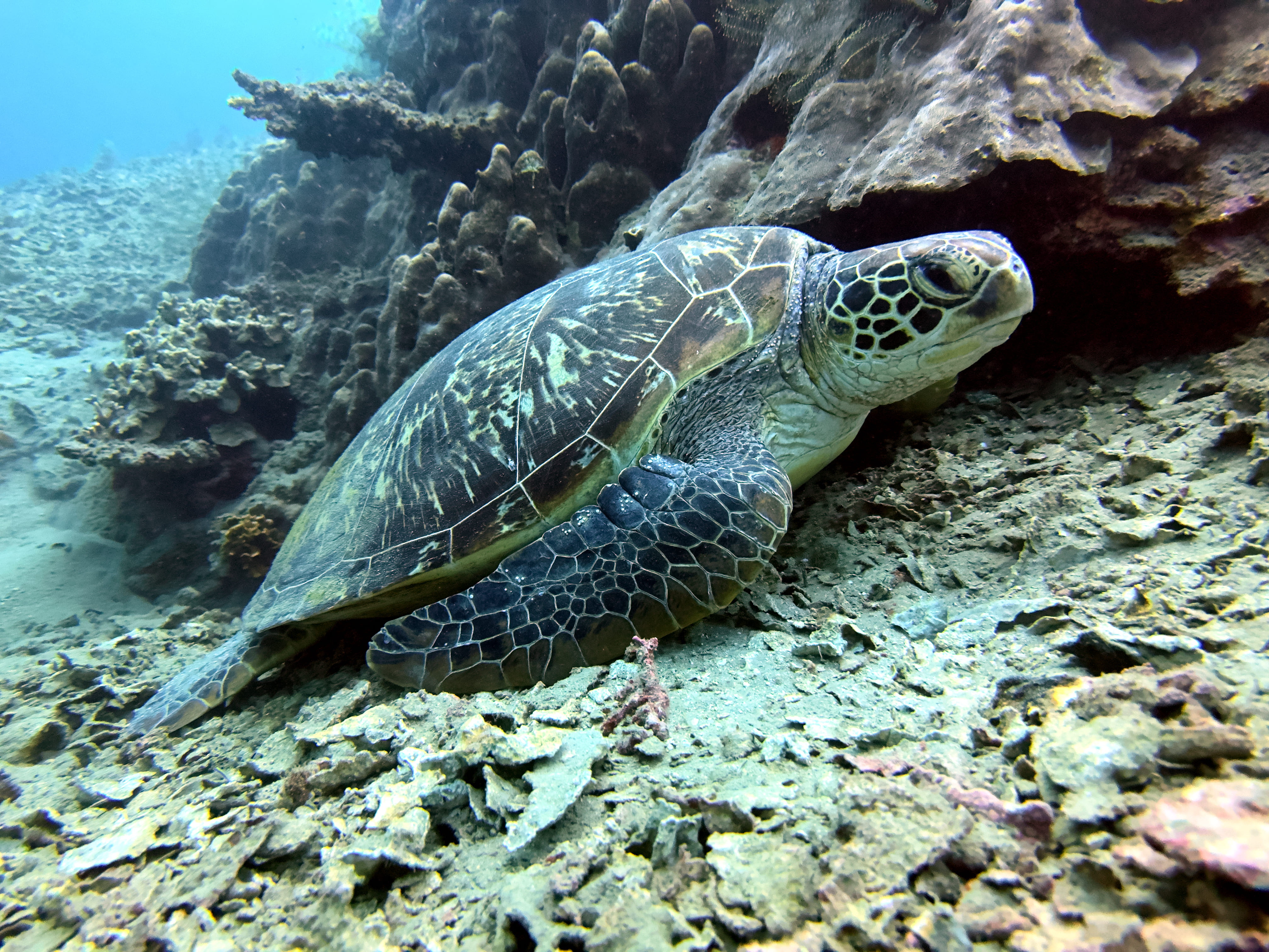 Ilhabela Travel Guide: Dive with turtles